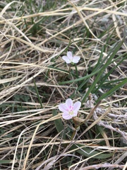 Claytonia rosea