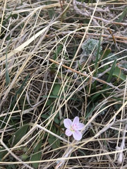 Claytonia rosea
