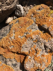 Xanthomendoza trachyphylla