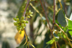 Eucalyptus stellulata