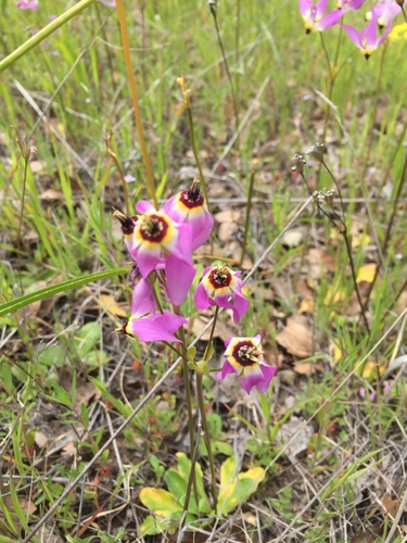 iNaturalist observation photo of Shooting Stars