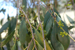 Eucalyptus stellulata