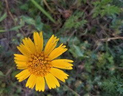 Amblyolepis setigera