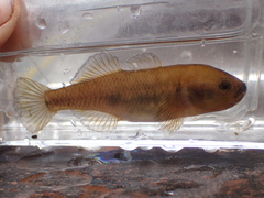 Golden Carp Gudgeon photo 2