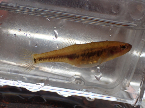 Gouden dwerggrondel (Hypseleotris aurea) — Eleotridae — 4