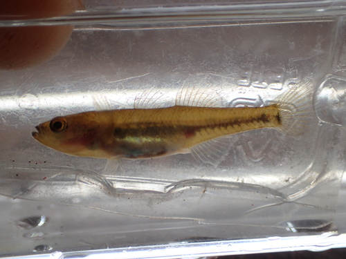 Gouden dwerggrondel (Hypseleotris aurea) — Eleotridae — 5