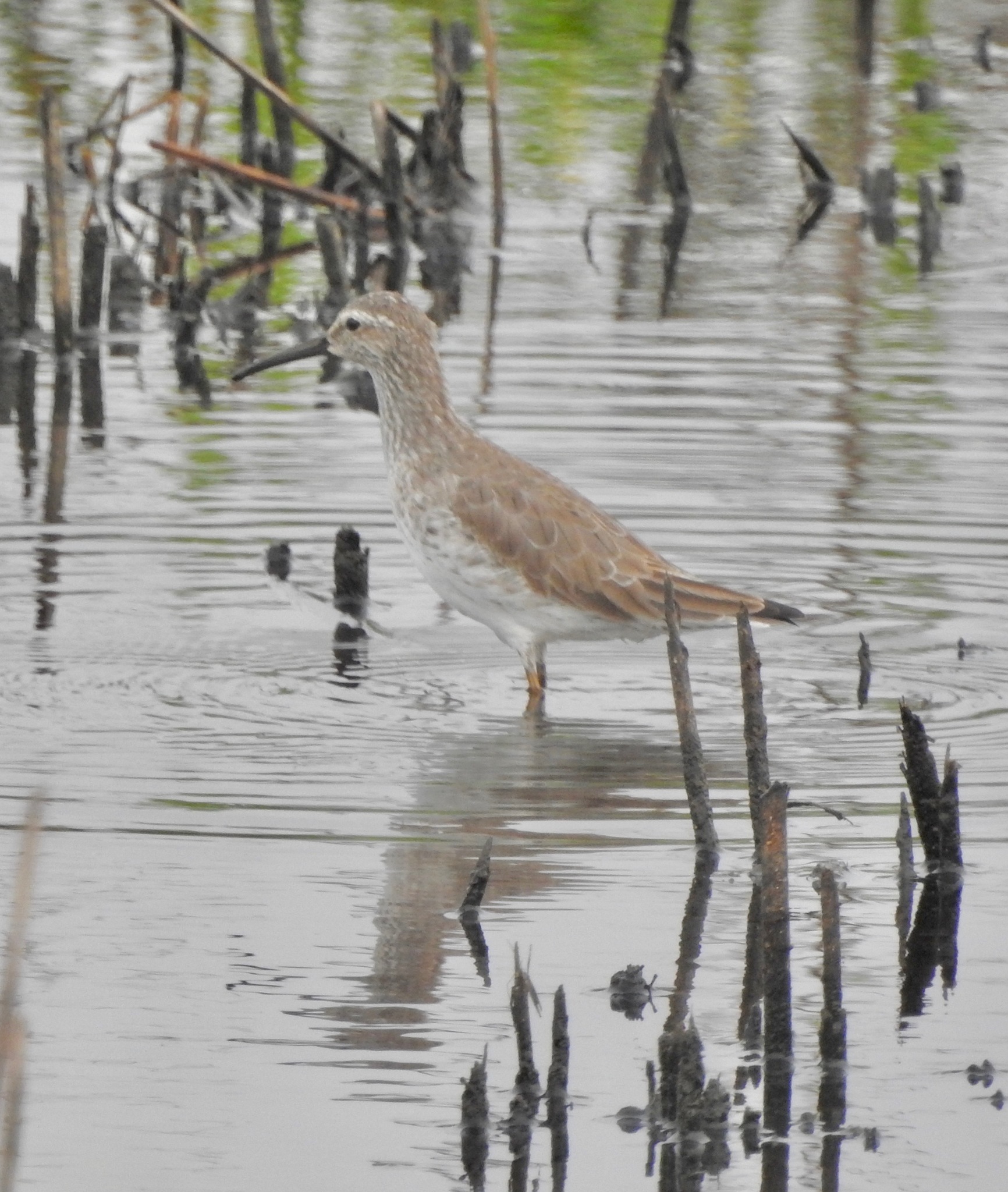 Stilt Sandpiper