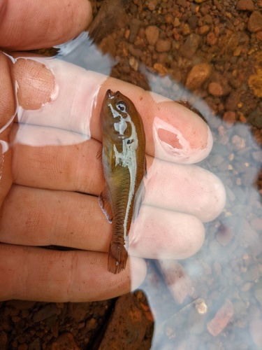 Gouden dwerggrondel (Hypseleotris aurea) — Eleotridae — 2
