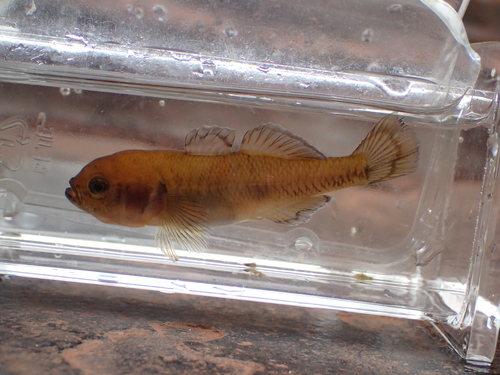 Gouden dwerggrondel (Hypseleotris aurea) — Eleotridae — 3