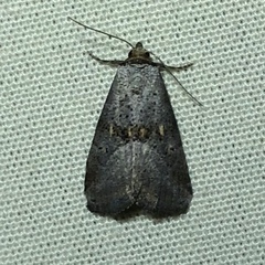 Hyperstrotia flaviguttata