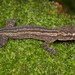 Hemidactylus principensis - Photo (c) Luke Verburgt, osa oikeuksista pidätetään (CC BY-NC), lähettänyt Luke Verburgt