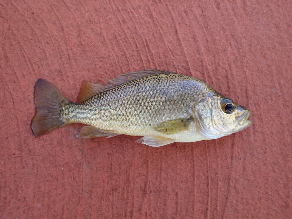 Fortescue Grunter