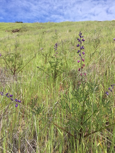 iNaturalist observation photo of collared annual lupine