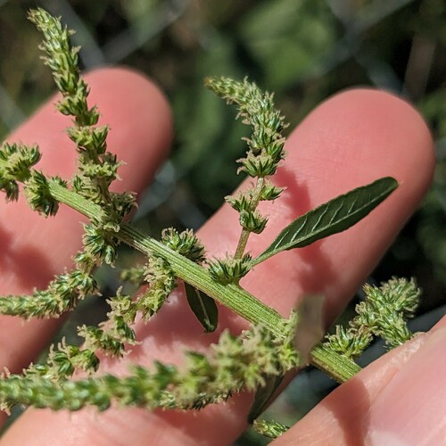 Amaranthus tuberculatus iNat (3)