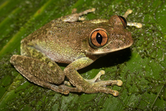 Palm Forest Treefrog photo 4