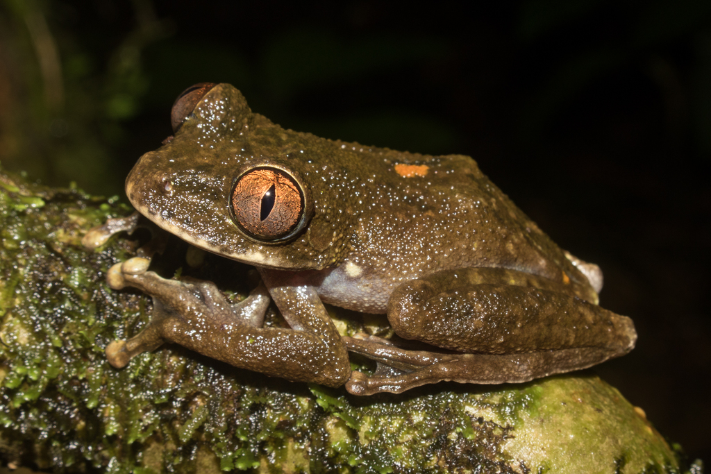 Palm Forest Treefrog