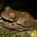 Palm Forest Tree Frog - Photo (c) Luke Verburgt, some rights reserved (CC BY-NC), uploaded by Luke Verburgt