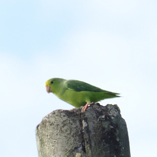 Turquoise-winged Parrotlet (Forpus spengeli), photo 6