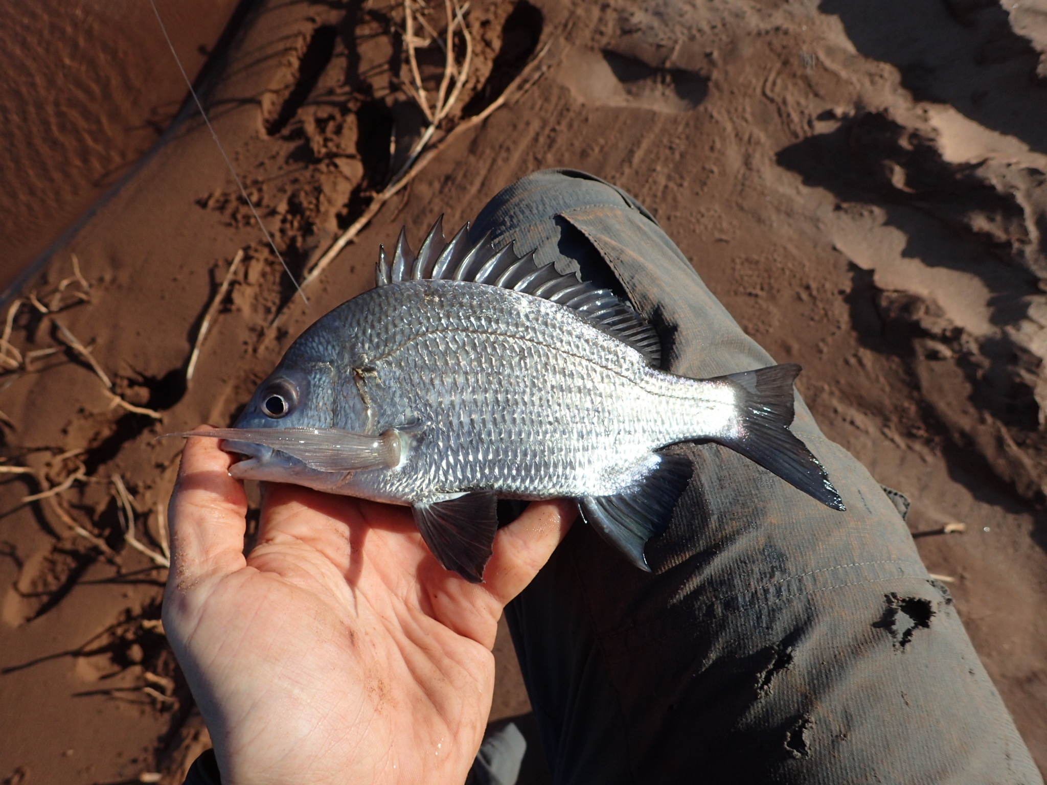 Hump-Headed Bream photo 2