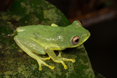 Drewes' Reed Frog photo 3
