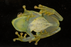 Drewes' Reed Frog photo 4