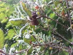 Quercus durata durata