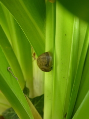 Cornu aspersum