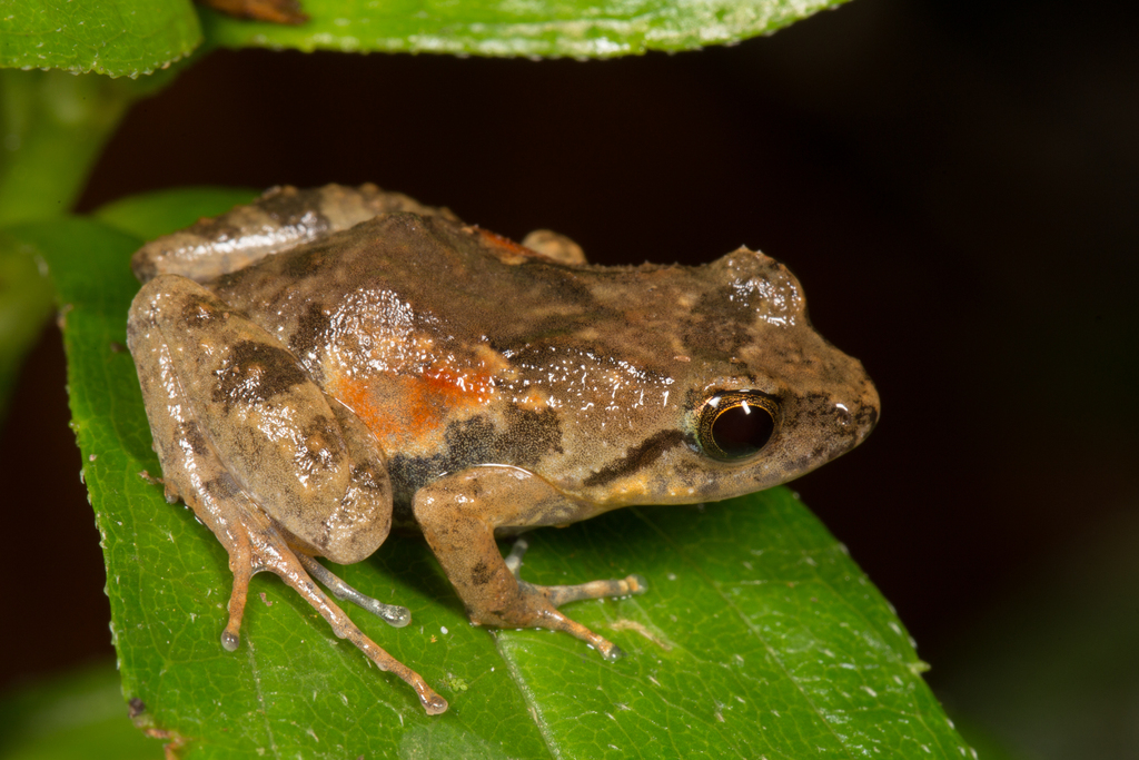 Peters' River Frog