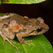 Peters' River Frog - Photo (c) Luke Verburgt, some rights reserved (CC BY-NC), uploaded by Luke Verburgt