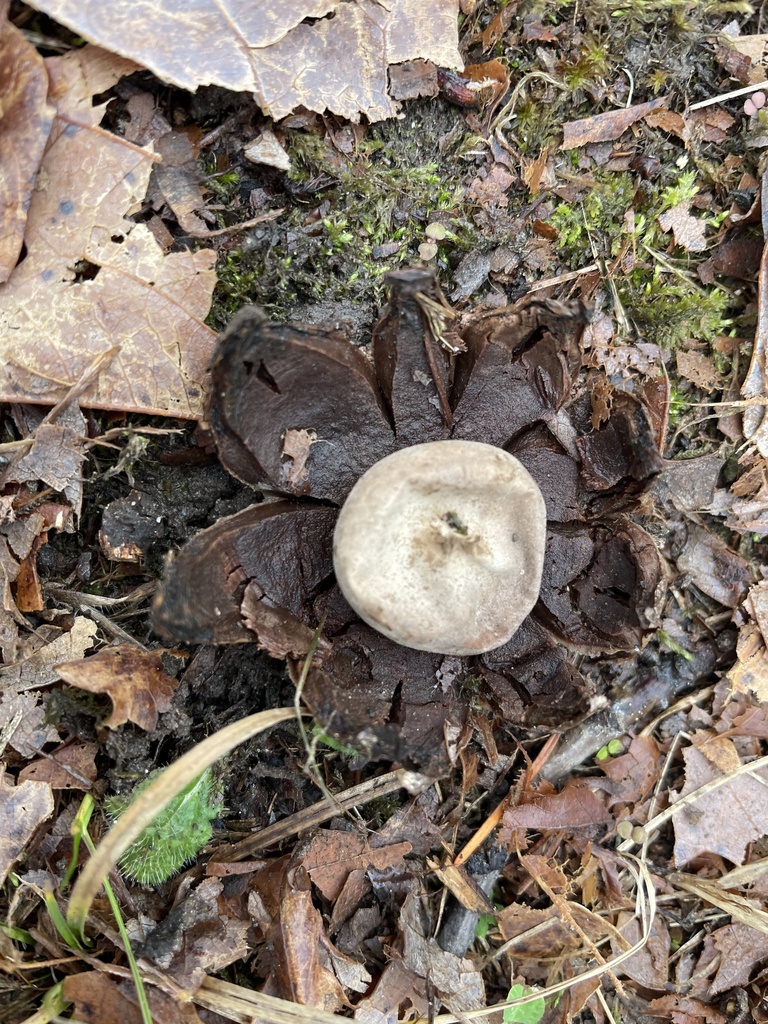 Geastrum sp. 'rufescens-IN01'