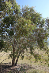 Eucalyptus pauciflora pauciflora
