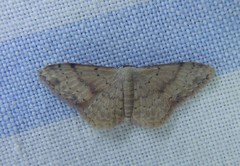 Idaea halmaea