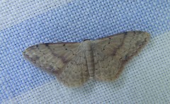 Idaea halmaea