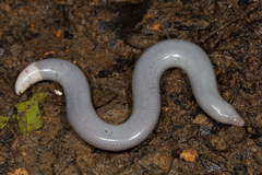 Many-Scaled Feylinia photo 2