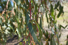 Eucalyptus pauciflora pauciflora