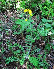 Chelidonium asiaticum