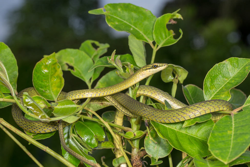 Prince's Island Green Snake