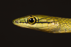 Prince's Island Green Snake photo 2