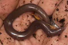 Many-Scaled Feylinia photo 4