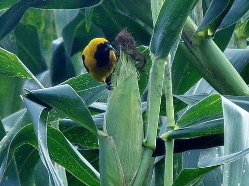 Yellow-backed Oriole (Icterus chrysater), photo 8