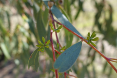 Eucalyptus pauciflora pauciflora