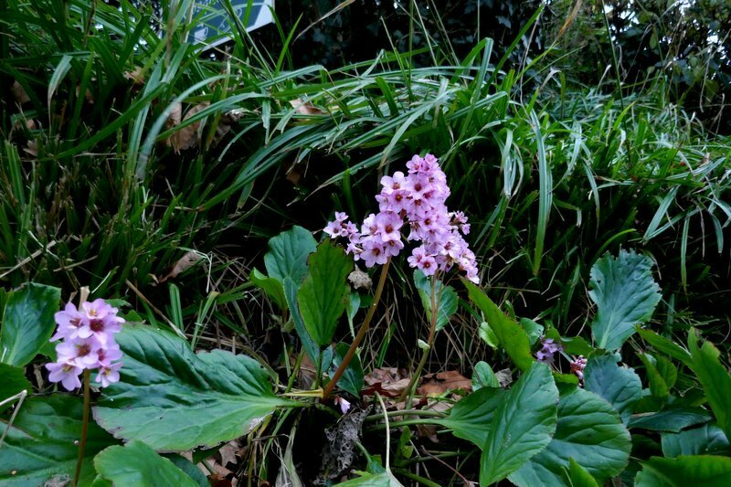 Elephant S Ears From 22100 Dinan France On December 25 2023 At 10 14   Large 