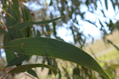 Eucalyptus pauciflora pauciflora