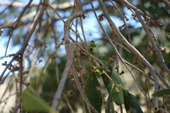 Eucalyptus stellulata
