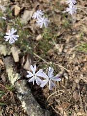 Phlox bifida