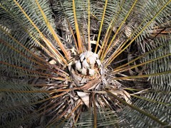Cycas calcicola