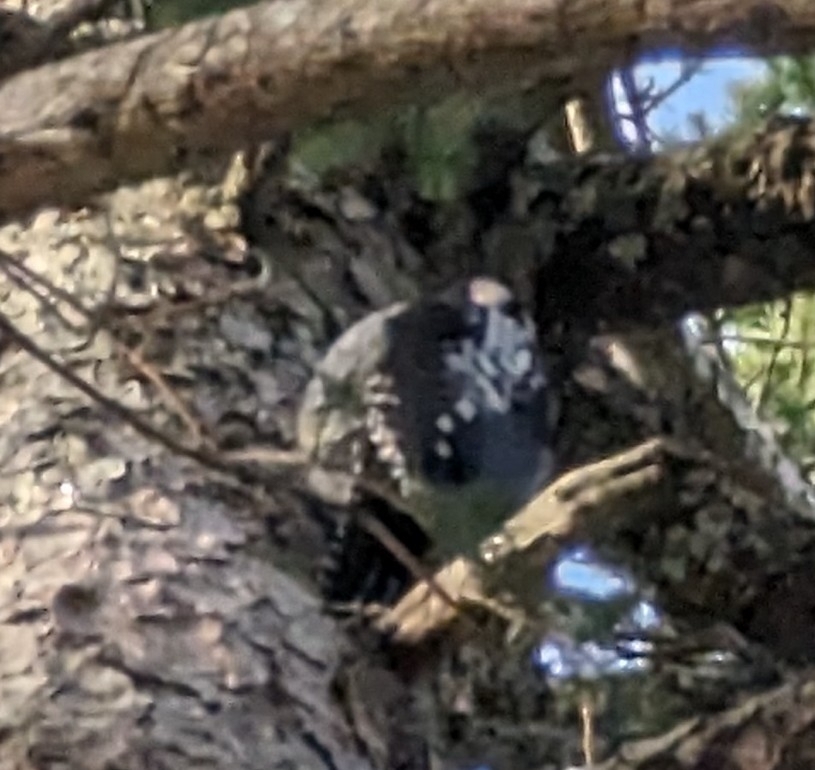Eurasian Three-toed Woodpecker