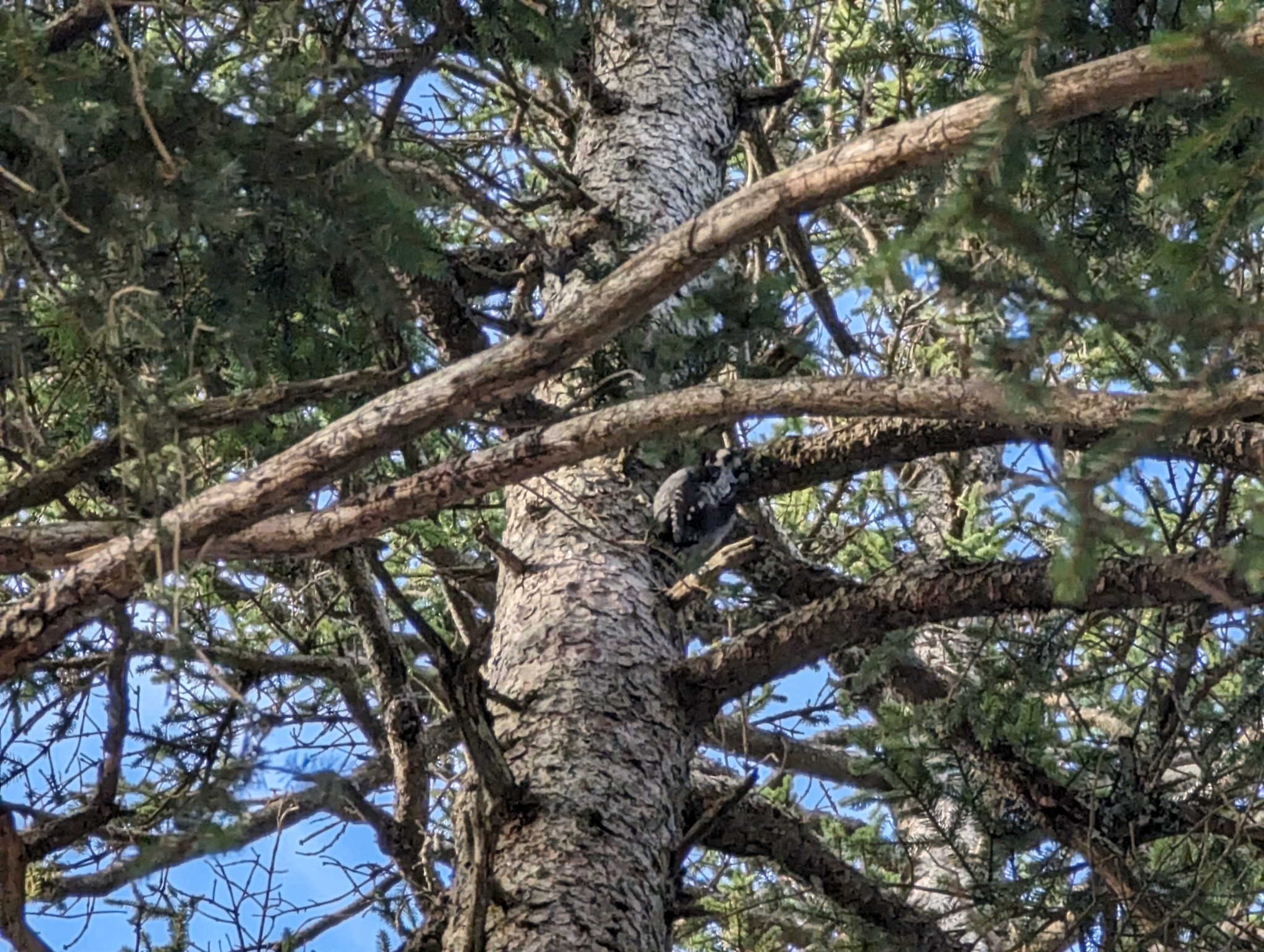 Eurasian Three-toed Woodpecker