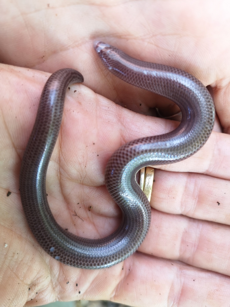 Many-Scaled Feylinia