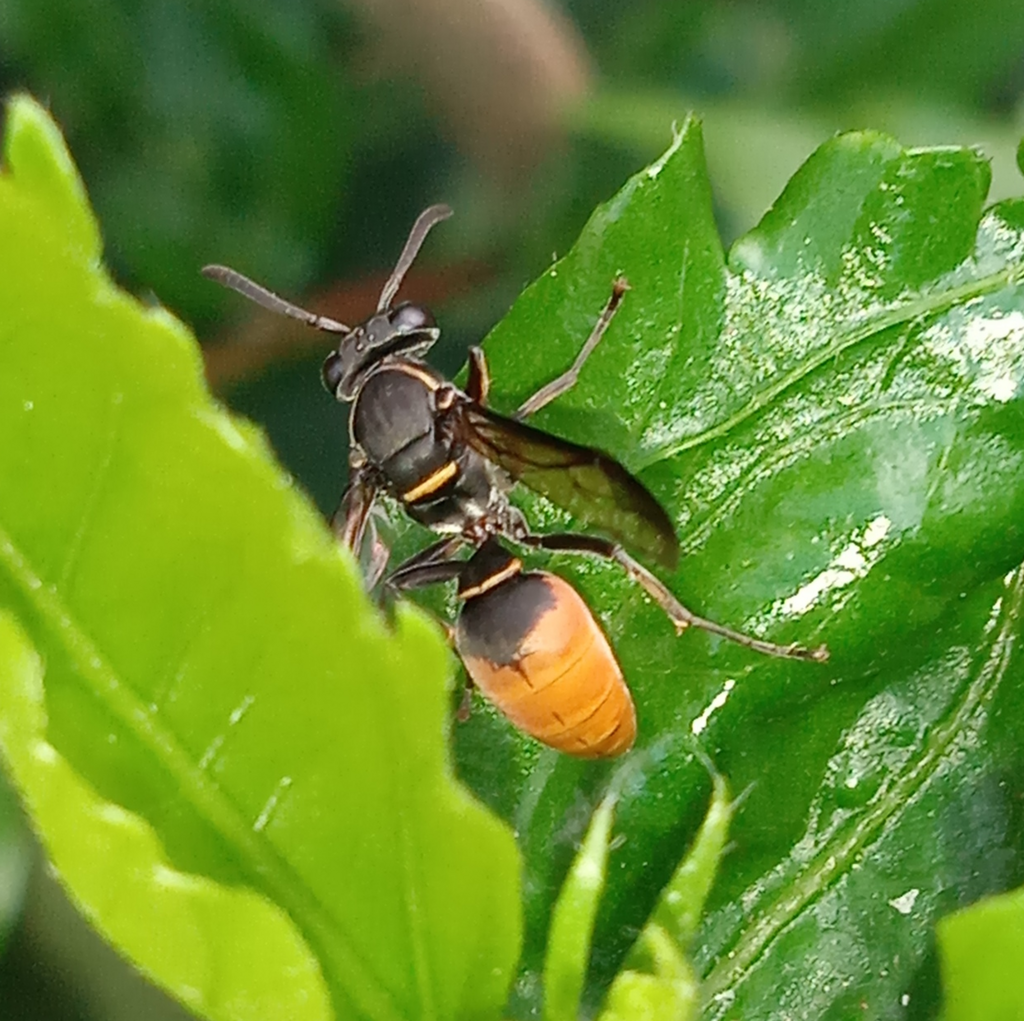 Polybia quadricincta